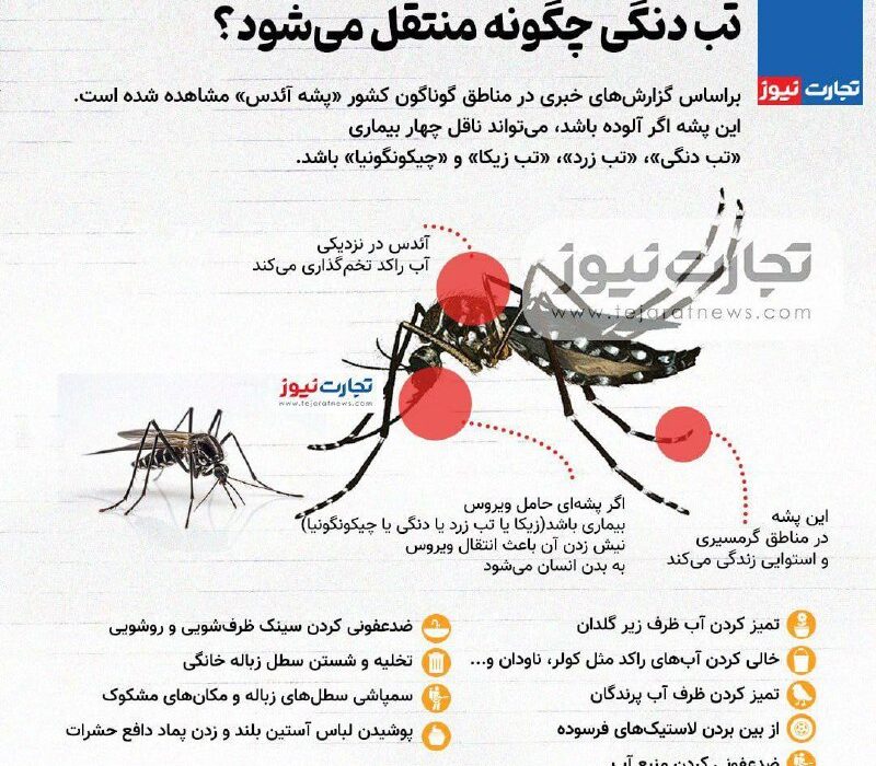 اینفوگرافی/ تب دنگی چگونه منتقل میشود؟