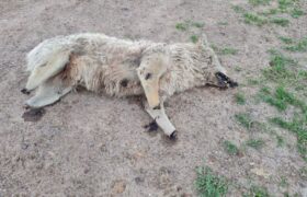 شکار کردن یک گلاده گرگ/ بازار خرافات گرم است