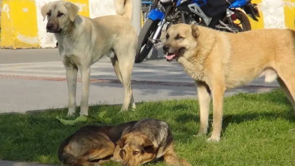 حمله سگ ولگرد به کارشناس بهداشت بهبهان